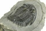 Detailed Hollardops Trilobite - Ofaten, Morocco #255563-5